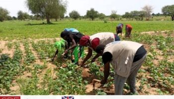 À Chokoyan, cultiver ensemble pour renforcer la résilience.